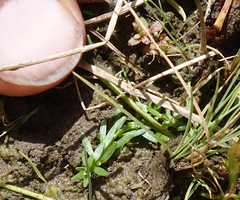 Callitriche hermaphroditica