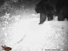 Ursus americanus machetes