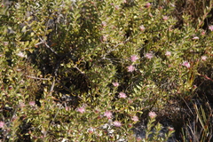 Diastella divaricata divaricata