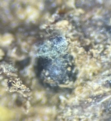 Delitschia chodocola