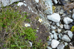 Parnassia fimbriata