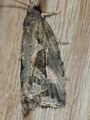 Endothenia quadrimaculana