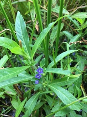 Hydrolea quadrivalvis