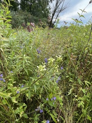 Pedicularis lanceolata