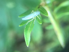 Graphocephala atropunctata