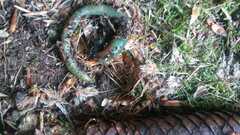 Aporrectodea smaragdina