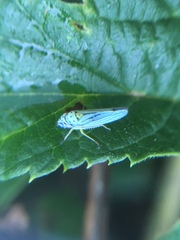 Graphocephala atropunctata