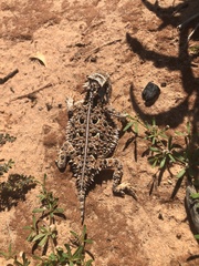 Phrynosoma cornutum