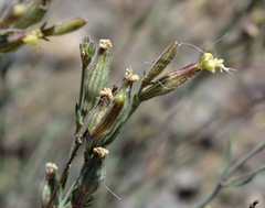 Silene supina