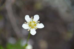 Parnassia fimbriata
