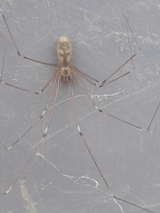 Pholcus phalangioides