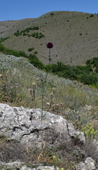 Allium atroviolaceum