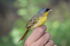 Geothlypis poliocephala