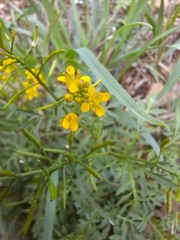 Rorippa sylvestris