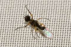 Dilophus bispinosus