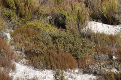 Diastella divaricata divaricata