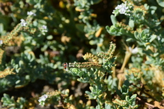 Collops quadrimaculatus