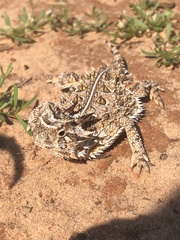 Phrynosoma cornutum