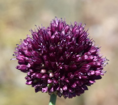 Allium atroviolaceum