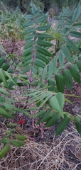 Rhus glabra