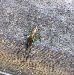 Conocephalus dorsalis