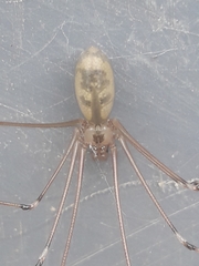 Pholcus phalangioides