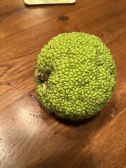 Maclura