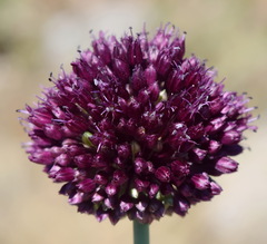 Allium atroviolaceum