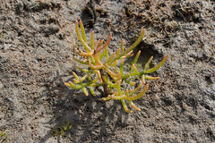 Salicornia