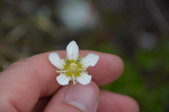 Parnassia fimbriata