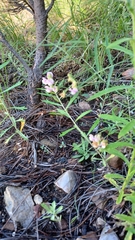 Lathyrus graminifolius