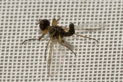 Dilophus bispinosus