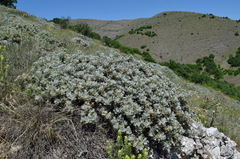 Astragalus arnacantha