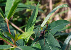 Conocephalus nigropleurum