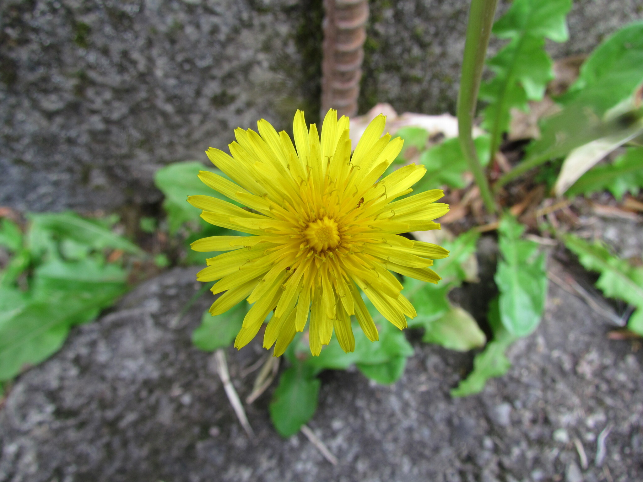 Taraxacum officinale image