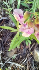 Lathyrus graminifolius