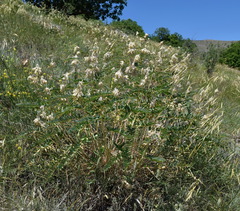 Astragalus ponticus