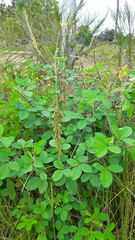 Crotalaria pallida