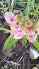 Lathyrus graminifolius