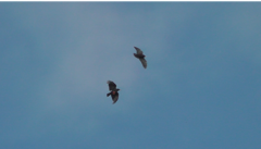 Pyrrhocorax pyrrhocorax