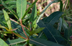 Conocephalus nigropleurum