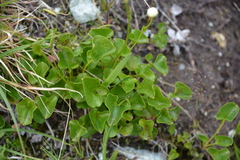 Parnassia fimbriata