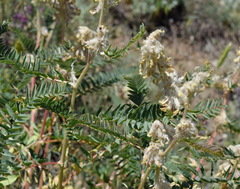 Astragalus ponticus