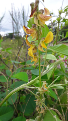 Crotalaria pallida