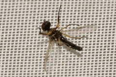 Dilophus bispinosus