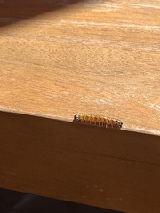 Uresiphita
