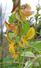 Crotalaria pallida