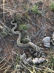 Heterodon nasicus