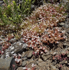 Sedum pallidum