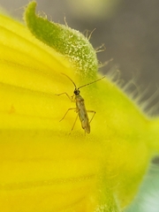 Engytatus modestus